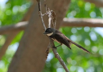 Malaysian Pied Fantail Wachirabenchathat Park(Suan Rot Fai) Sat, 3/30/2024