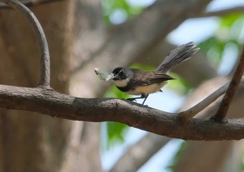 ムナオビオウギビタキ Wachirabenchathat Park(Suan Rot Fai) 2024年3月30日(土)