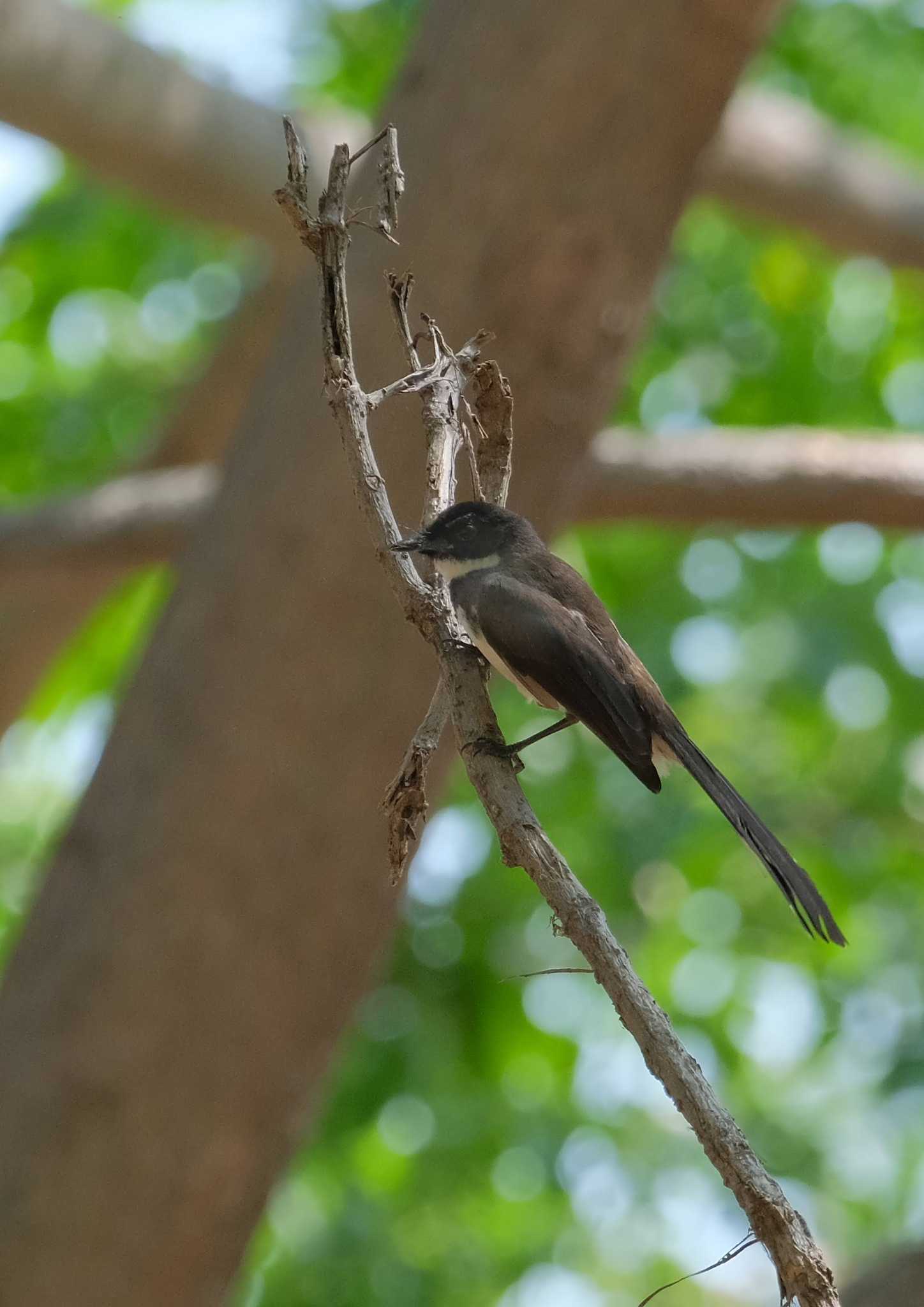 Photo of Malaysian Pied Fantail at Wachirabenchathat Park(Suan Rot Fai) by BK MY