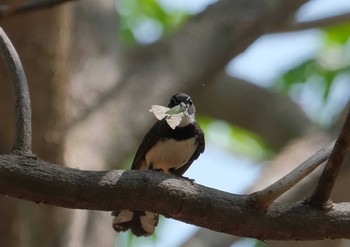 Malaysian Pied Fantail Wachirabenchathat Park(Suan Rot Fai) Sat, 3/30/2024