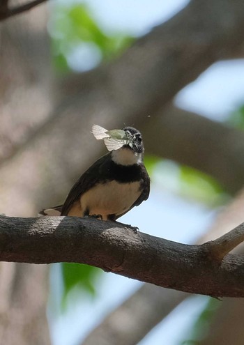 Malaysian Pied Fantail Wachirabenchathat Park(Suan Rot Fai) Sat, 3/30/2024