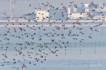 ハマシギ ふなばし三番瀬海浜公園 2024年3月30日(土)