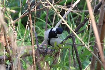 Japanese Tit 平谷川 Mon, 4/1/2024