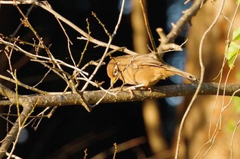 Wed, 11/10/2021 Birding report at 福島市信夫山