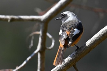 Daurian Redstart 筑波実験植物園 Wed, 3/20/2024