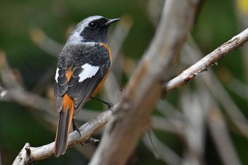 Daurian Redstart 筑波実験植物園 Wed, 3/20/2024