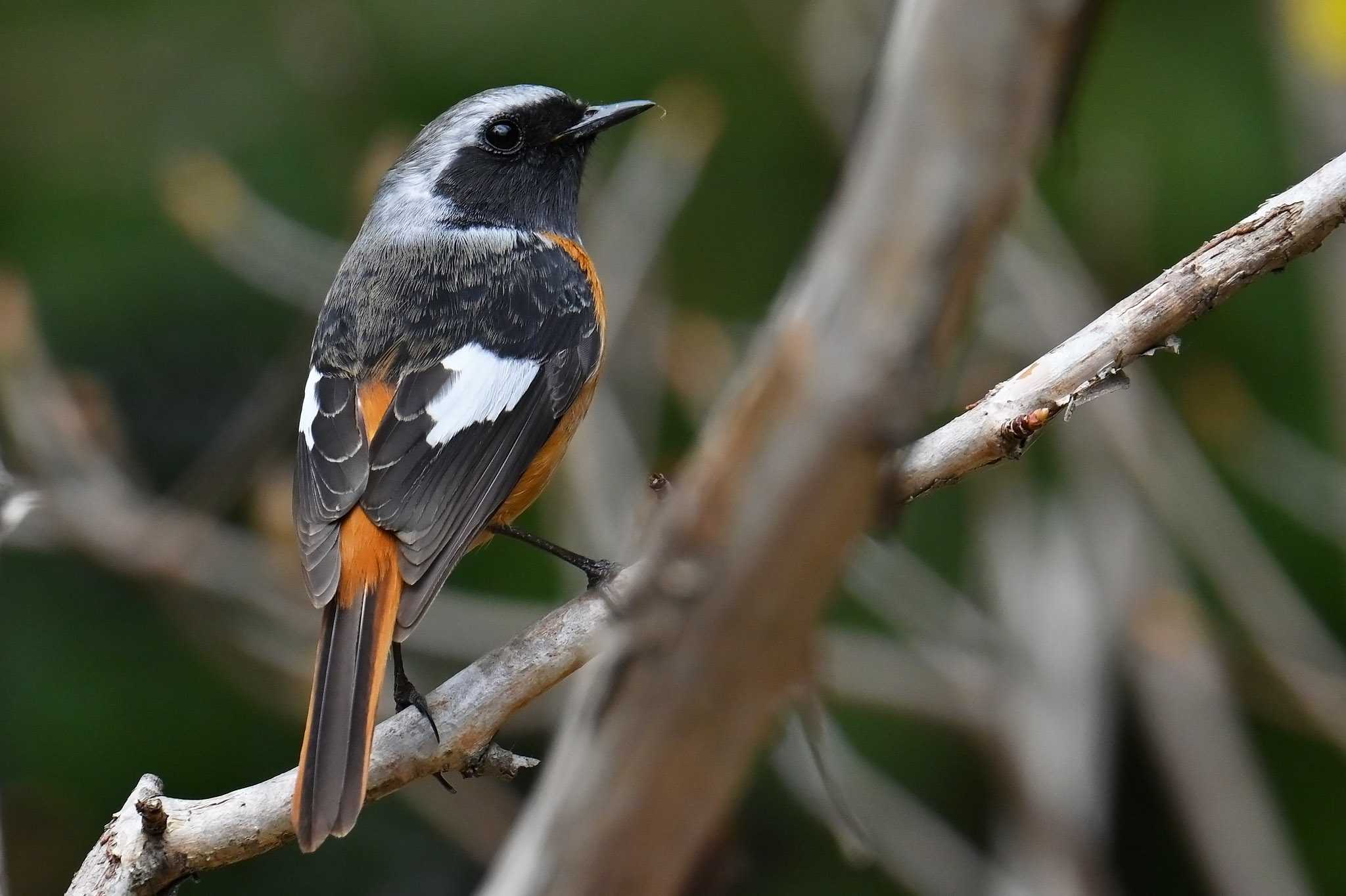 Photo of Daurian Redstart at 筑波実験植物園 by Rothlega