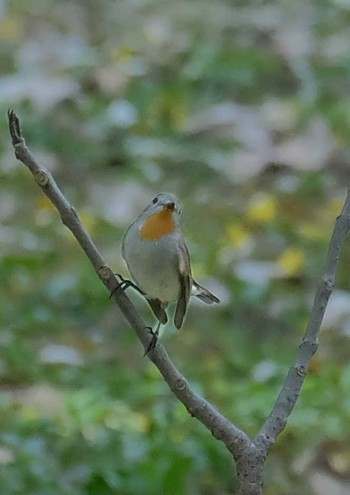 Red-breasted Flycatcher Wachirabenchathat Park(Suan Rot Fai) Sat, 3/30/2024