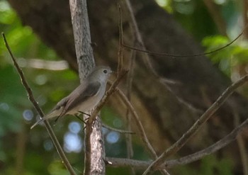 Red-breasted Flycatcher Wachirabenchathat Park(Suan Rot Fai) Sat, 3/30/2024