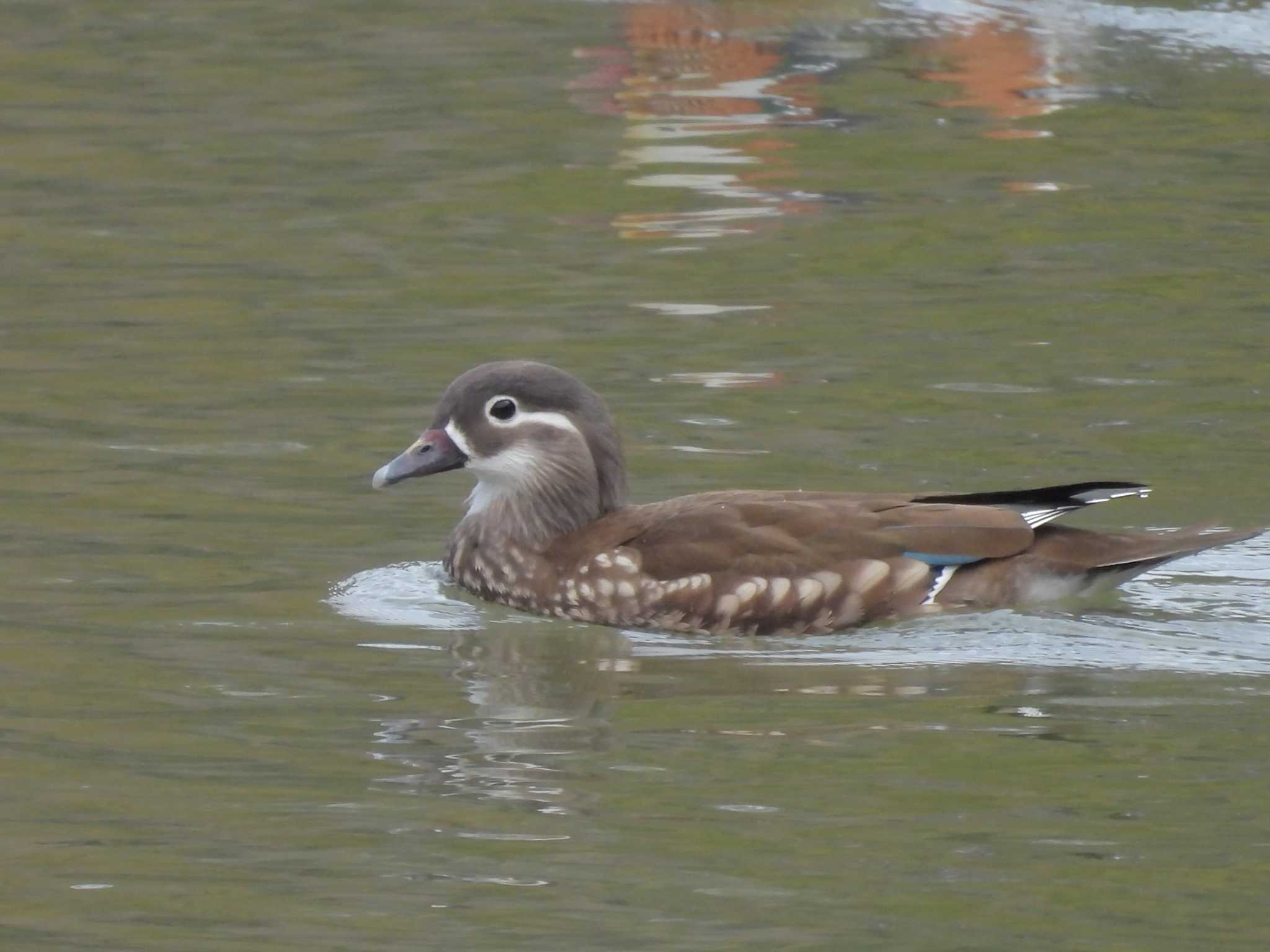 Photo of Mandarin Duck at 千里中央公園(大阪府豊中市) by ゆりかもめ