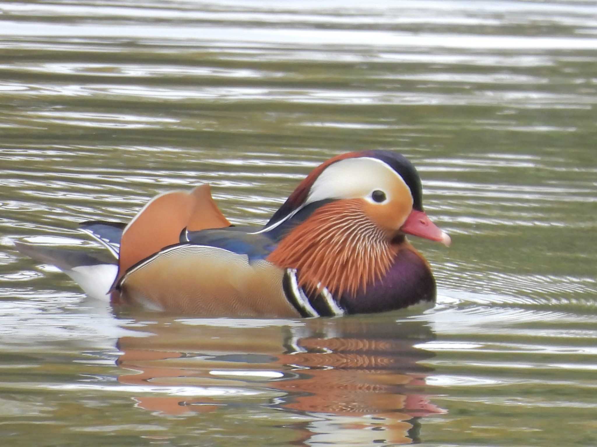 Photo of Mandarin Duck at 千里中央公園(大阪府豊中市) by ゆりかもめ