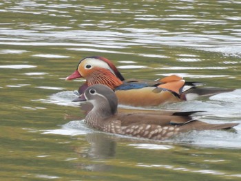 Mandarin Duck 千里中央公園(大阪府豊中市) Sun, 3/31/2024