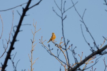 カワラヒワ 福島市小鳥の森 2021年11月11日(木)