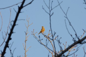 Grey-capped Greenfinch 福島市小鳥の森 Thu, 11/11/2021