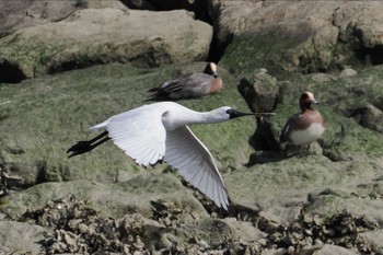 クロツラヘラサギ 葛西臨海公園 2024年3月31日(日)