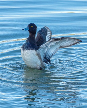 Tufted Duck 福島市小鳥の森 Thu, 11/11/2021