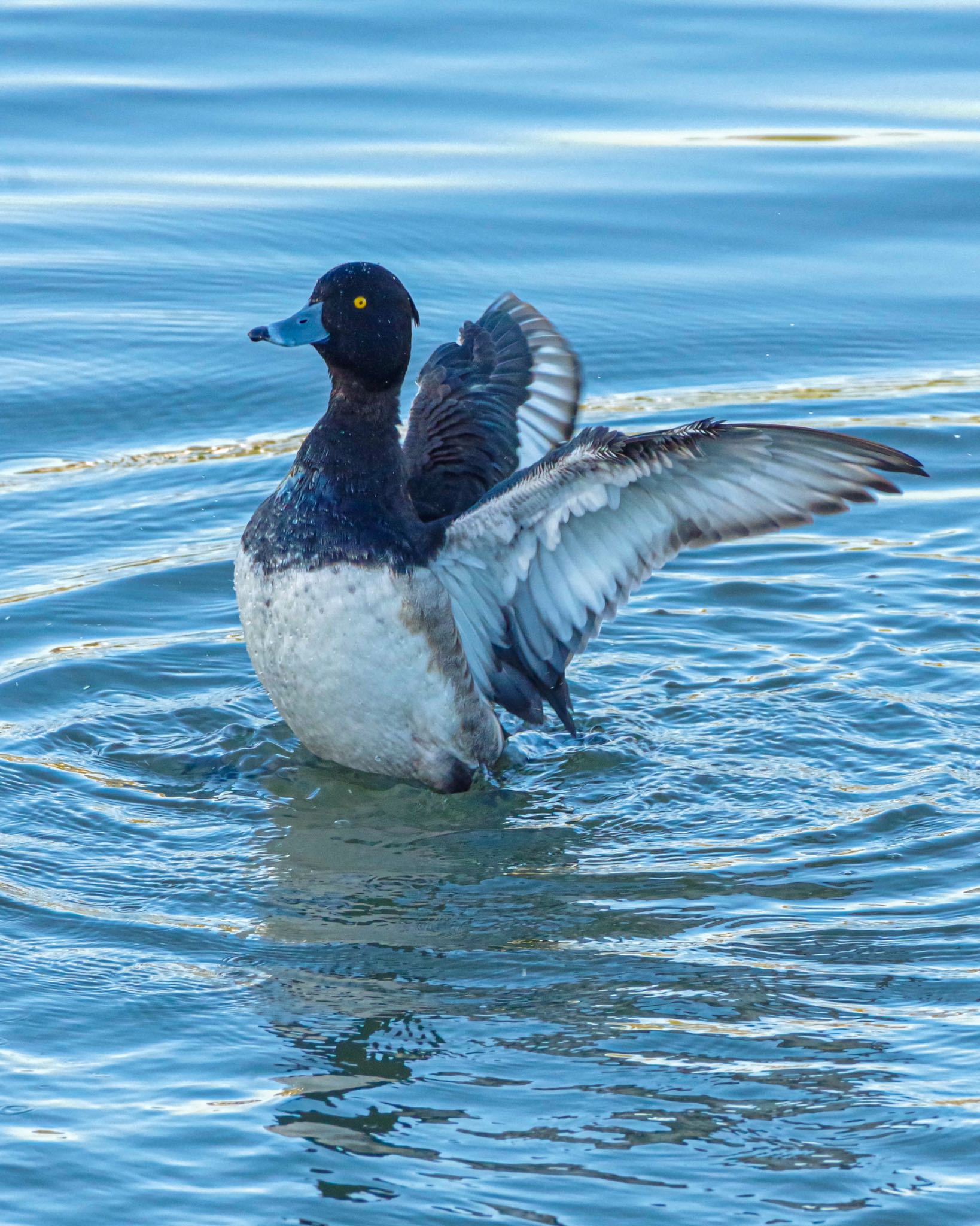 Tufted Duck