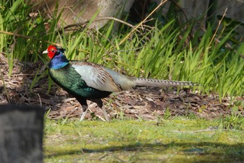 Green Pheasant Unknown Spots Mon, 4/1/2024