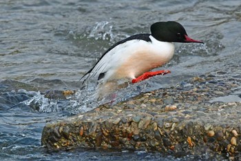 Common Merganser Aobayama Park Sun, 3/31/2024