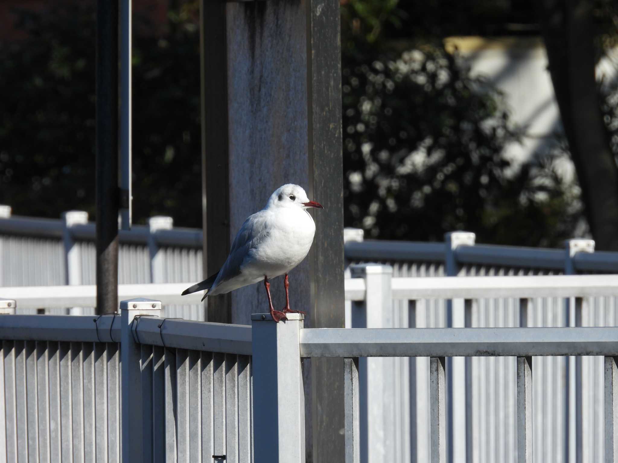 Black-headed Gull