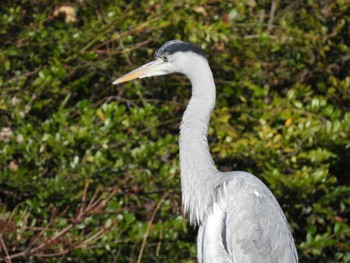 Grey Heron 猿江恩賜公園 Sun, 2/18/2024