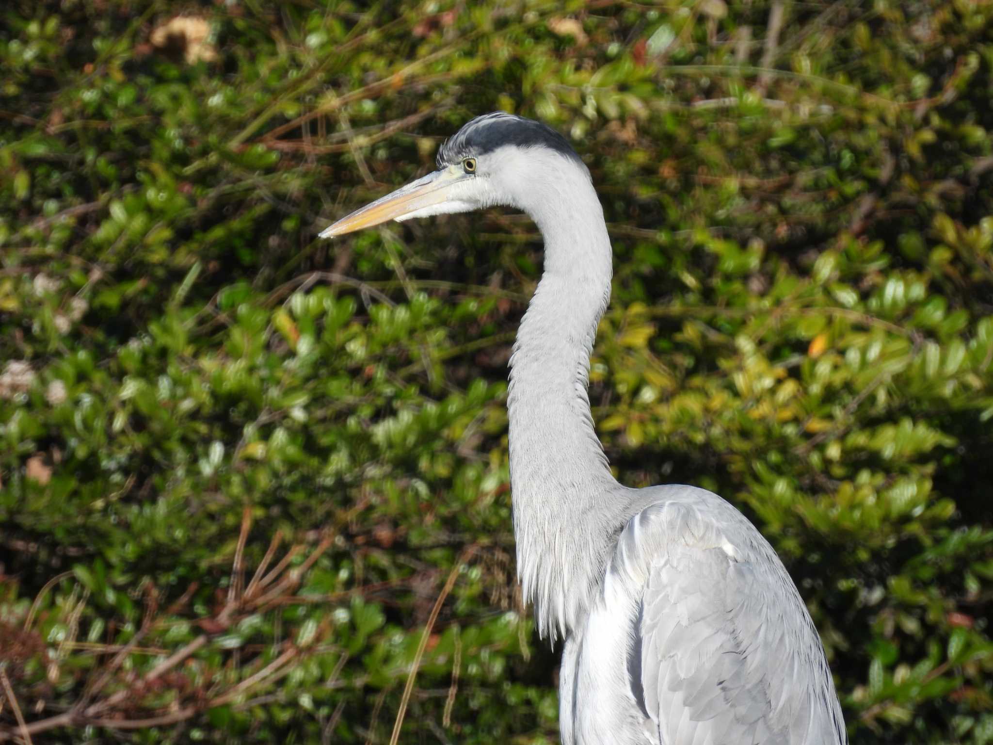 アオサギ