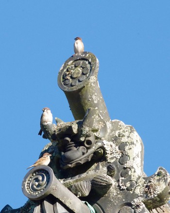 2021年11月13日(土) 松島瑞巌寺の野鳥観察記録