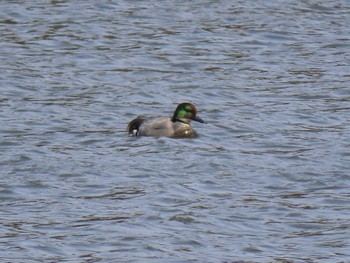 Falcated Duck 平筒沼(宮城県登米市) Thu, 3/28/2024