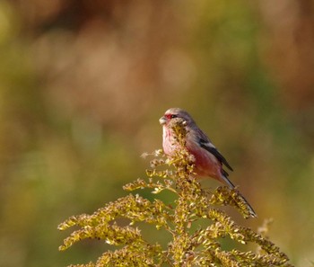 2021年11月14日(日) 福島市の野鳥観察記録