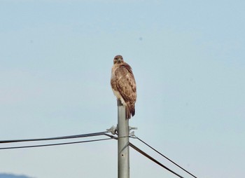 Eastern Buzzard 福島市 Sun, 11/14/2021