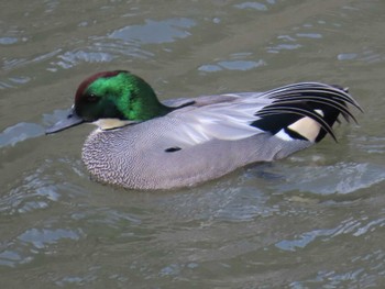 Falcated Duck 秋ヶ瀬公園近くの川 Sat, 3/2/2024