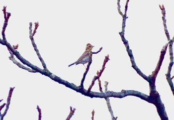 Rustic Bunting 福島市 Sun, 11/14/2021