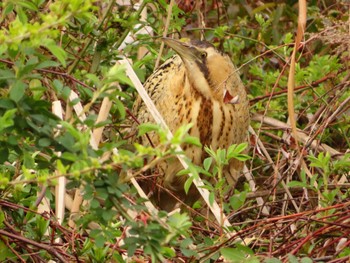 Eurasian Bittern Oizumi Ryokuchi Park Thu, 3/21/2024