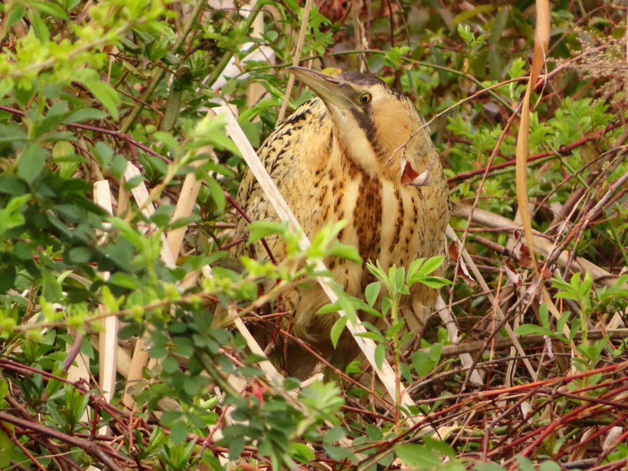 Photo of Eurasian Bittern at Oizumi Ryokuchi Park by ゆ