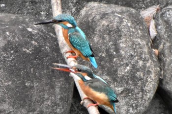 Common Kingfisher 石神井川 Mon, 4/1/2024