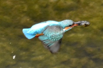 Common Kingfisher 石神井川 Mon, 4/1/2024