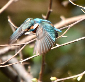 Common Kingfisher 練馬区 Mon, 4/1/2024