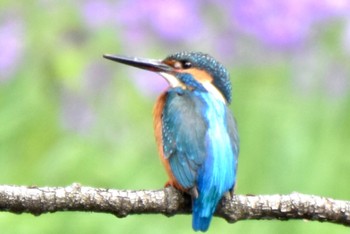 Common Kingfisher 練馬区 Mon, 4/1/2024