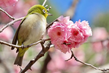 Warbling White-eye Koishikawa Botanic Garden Sun, 3/10/2024