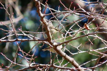 キクイタダキ 小石川植物園 2024年3月10日(日)