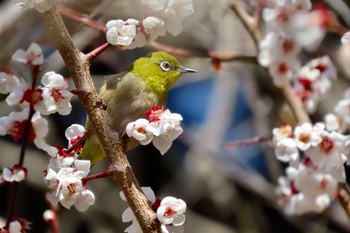 Warbling White-eye Koishikawa Botanic Garden Sun, 3/10/2024