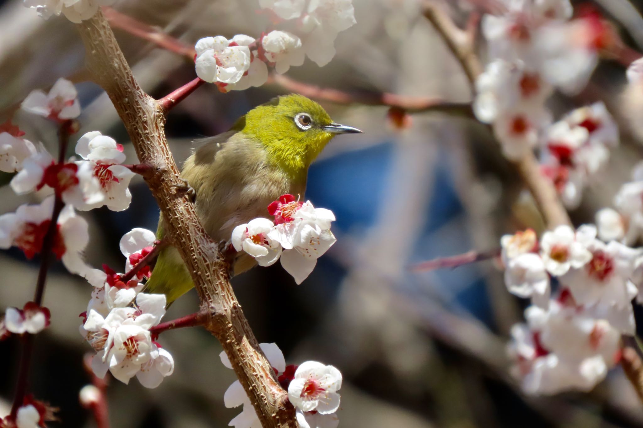 小石川植物園 メジロの写真 by 中学生探鳥家