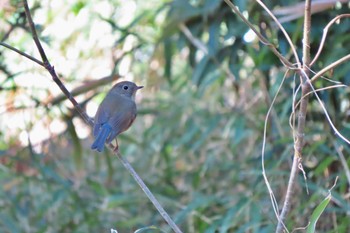 ルリビタキ 小石川植物園 2024年3月10日(日)