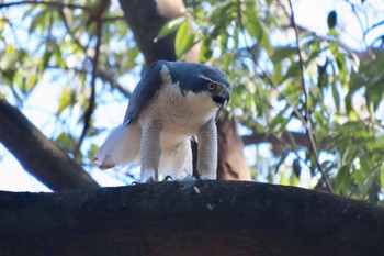 Eurasian Goshawk Koishikawa Botanic Garden Sun, 3/10/2024