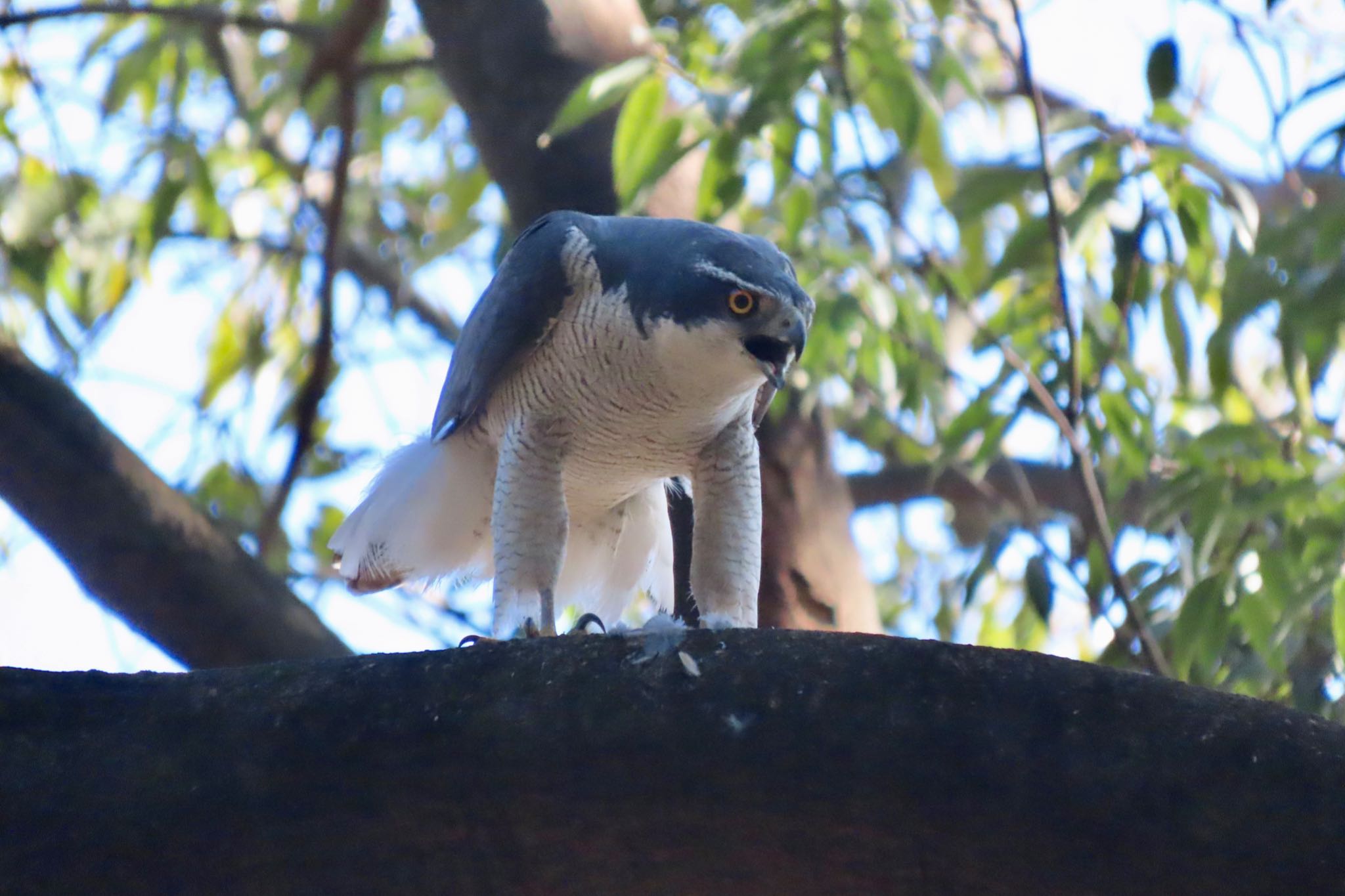 Photo of Eurasian Goshawk at Koishikawa Botanic Garden by 中学生探鳥家