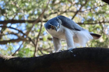 オオタカ 小石川植物園 2024年3月10日(日)