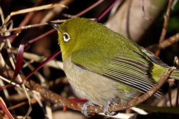 Warbling White-eye Koishikawa Botanic Garden Sun, 3/10/2024