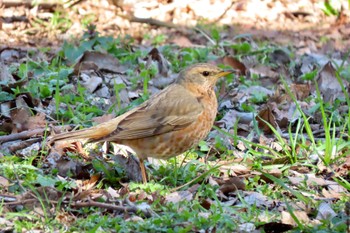 Naumann's Thrush 善福寺公園 Sun, 3/10/2024