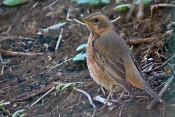 Naumann's Thrush 善福寺公園 Sun, 3/10/2024