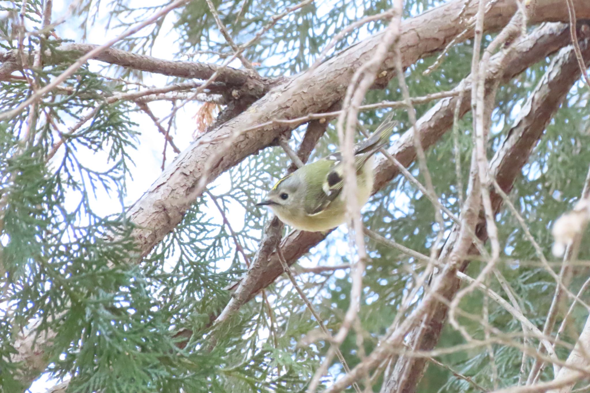 Photo of Goldcrest at Kitamoto Nature Observation Park by 中学生探鳥家